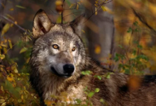 Teroris Lone Wolf Serigala Penyendiri